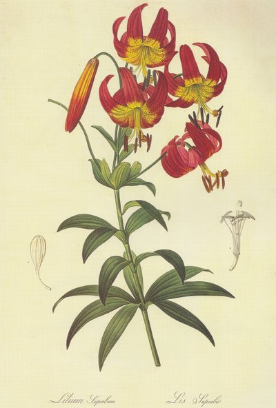 Lilium Superbum Lithograph by Pierre Joseph Redouté